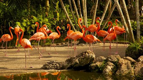 Flamingo Gardens in Davie, Florida | Expedia