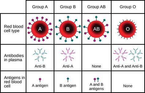 The Number Of Abo Blood Types