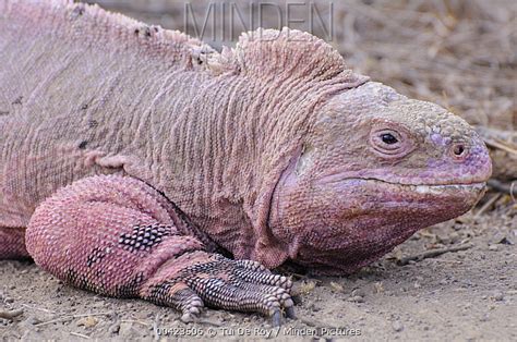 Galapagos Pink Land Iguana stock photo - Minden Pictures