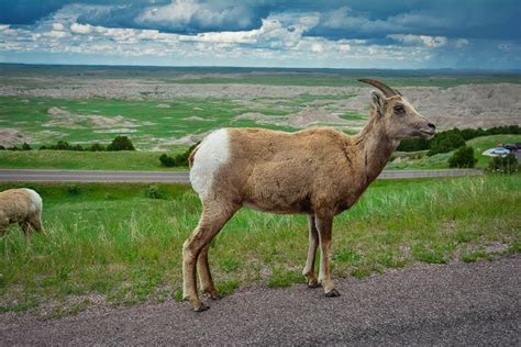 How to Enjoy the Badlands Scenic Drive in One Afternoon