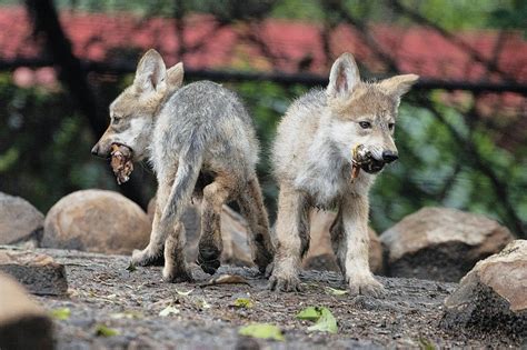 Mexican wolf breeding program gets boost from zoo | The Arkansas ...