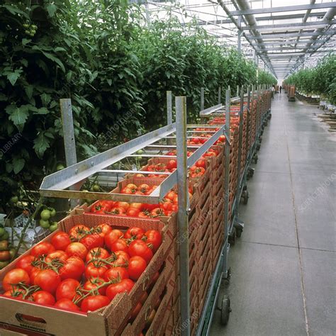 Tomatoes in a greenhouse - Stock Image - C007/0232 - Science Photo Library