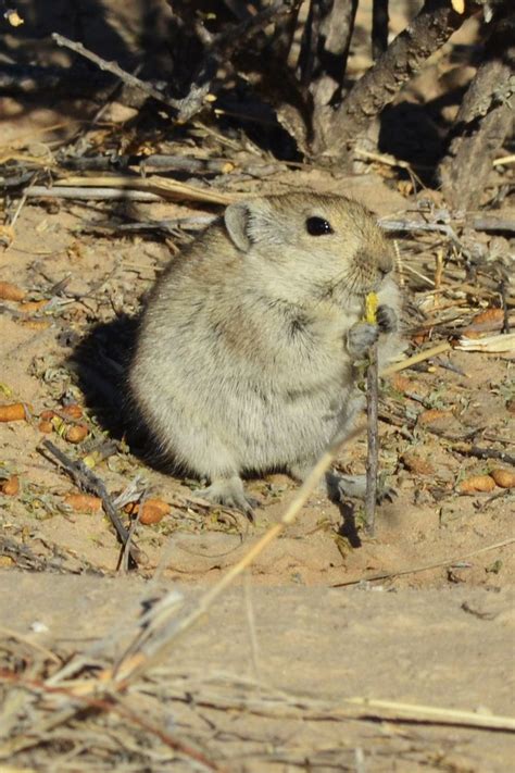 Pin on Kgalagadi