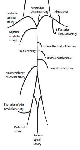 Vertebrobasilar Arterial System and Syndromes Simplified | Epomedicine