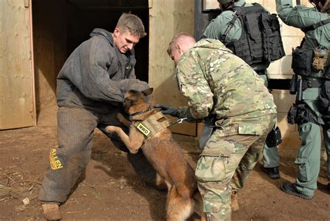 Joint Training Develops K-9, Handler Skills > U.S. DEPARTMENT OF DEFENSE > Defense Department News