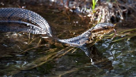 Swamp Animals of the Bayou & Their Teeth | Dentist in Baton Rouge