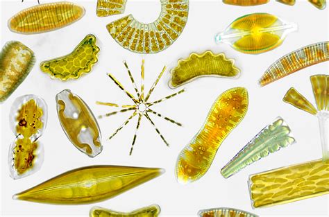 Freshwater Diatoms Identification