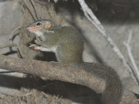 Northern treeshrew - Alchetron, The Free Social Encyclopedia