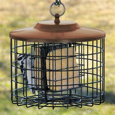 12 Tips for Squirrel-Proof Bird Feeders | Feeding Birds