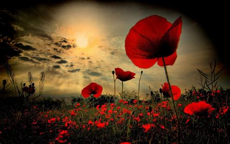 Armistice Day 2019: Poppies, commemorations and why the act of remembrance matters