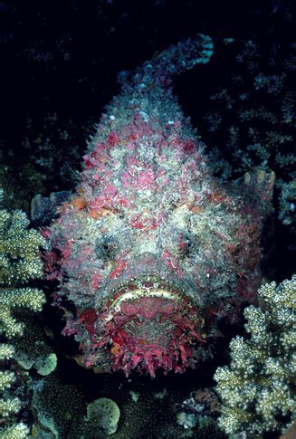 Reef Stonefish, Synanceia verrucosa . The fin spines of this amazingly well-camouflaged fish ...