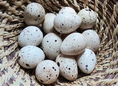 My Gambels quail eggs came in! Looking forward to hatching these out. : BackyardPoultry