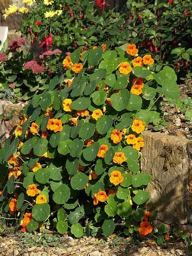 Tumbling Nasturiums Nasturtiums keep bugs away from squash and broccoli. Nasturtium is an ...