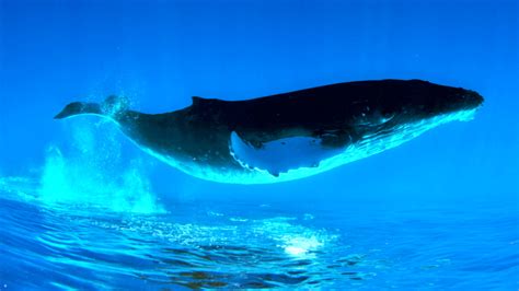 Humpback Whale Wallpaper (62+ pictures)