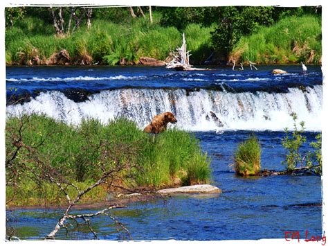 Brooks Falls Alaska Bear watching, USA