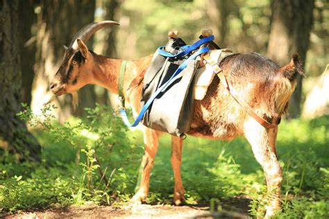 Pack Goats | Great Backpacking Companions