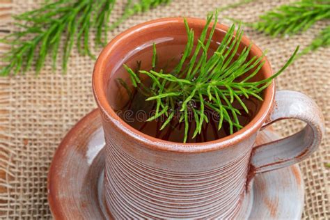 A Cup of Horsetail Tea with Fresh Equisetum Arvense Plant Stock Image - Image of organic ...