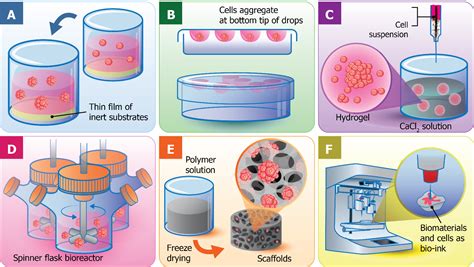 Three-dimensional cell culture systems as an in vitro platform for ...