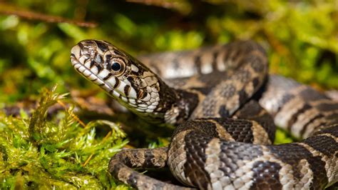 Indiana Garden Snakes: Identifying the Most Common Snakes in Your Garden - AZ Animals