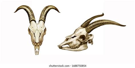 Goat Skull Horns Face Profile Realistic Stock Illustration 1688750854 | Shutterstock