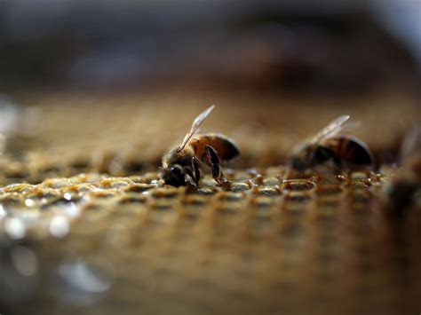 Hong Kong man suffers from rare ‘mad honey’ poisoning - TODAY