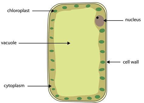 Vacuole In Plant Cell