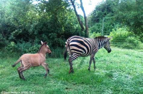 A zonkey is born: Zebra gives birth to rare hybrid in Kenya | Daily Sabah