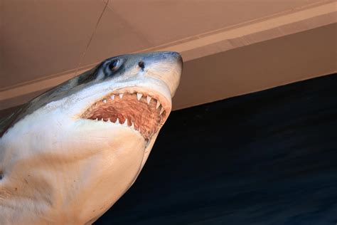 Nagy fehér cápa modell Szabad kép - Public Domain Pictures