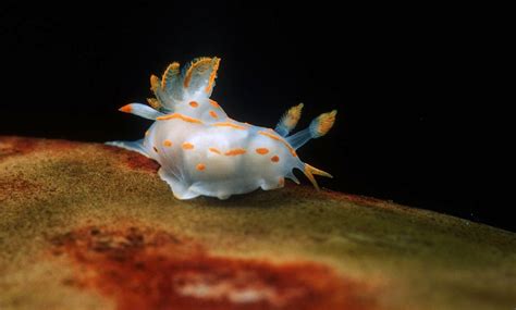 Species of UK: Week 47: Sea Slugs ('Nudibranch')