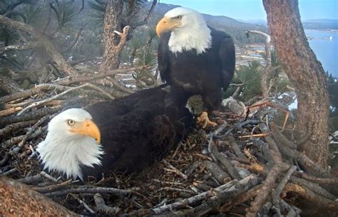 First Big Bear bald eagle baby of 2021 hatches as the world watches – San Gabriel Valley Tribune