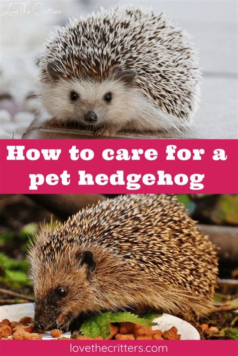 How to care for a pet hedgehog | Hedgehog pet, Exotic pets, Hedgehog care