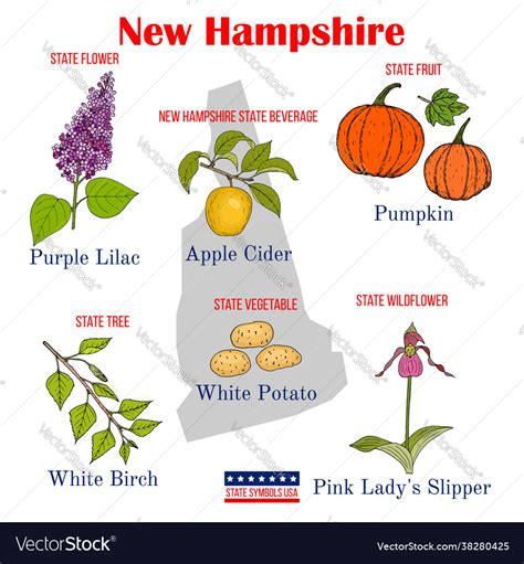 New hampshire set usa official state symbols Vector Image