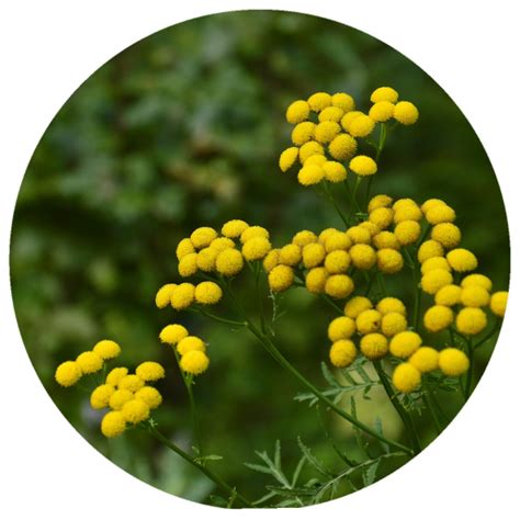 Blue Tansy (Tanacetum annuum) Wildcrafted Essential Oil – Rising Sun ...