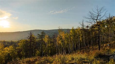 Premium Photo | Forest panorama