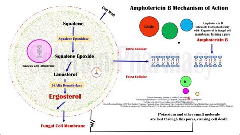 Topic (61) Antifungal Drugs | Amphotericin B = Mechanism of Action ...