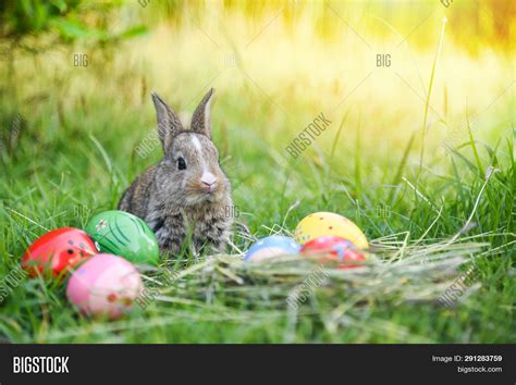 Easter Bunny Hunt Image & Photo (Free Trial) | Bigstock