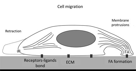 Simplified description of cell migration processes. | Download ...