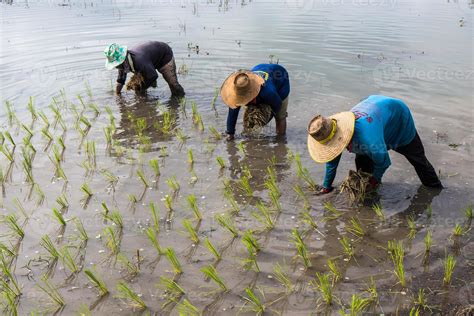 Farmers planting rice seedlings. 7554436 Stock Photo at Vecteezy