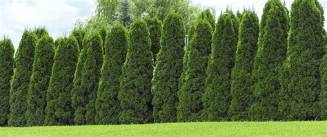 The Best Plants for Privacy Hedges - Meyer Landscape