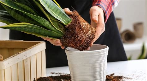 Houseplant Repotting, Explained | Platt Hill Nursery | Blog & Advice