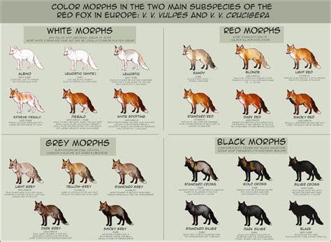 zoology - What species of fox is this? - Biology Stack Exchange