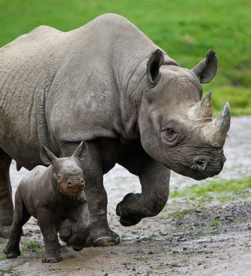 Population Estimation of Kaziranga National Park