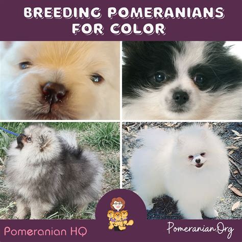 Breeding Pomeranians for Color & Genetics