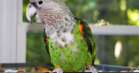 Cape Parrot - Pet Bird Health, Colors, Care and Feeding - PetGuide ...