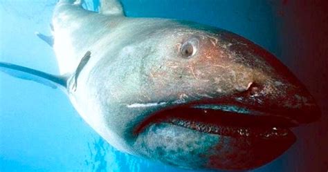 The Megamouth Shark | Critter Science