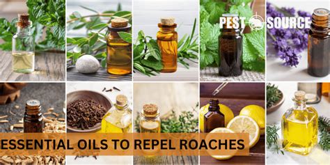 Do Essential Oils Repel Cockroaches? - Pest Source