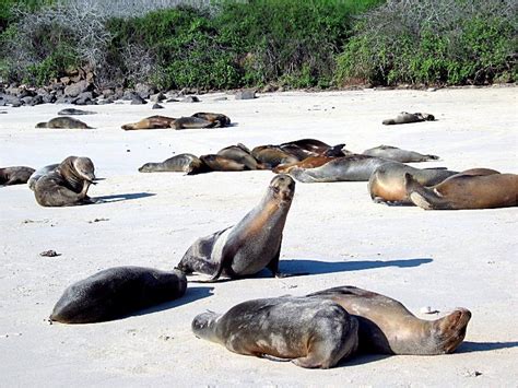 Galápagos Sea Lion – "OCEAN TREASURES" Memorial Library