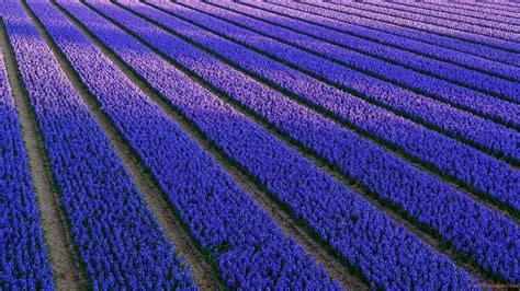 Purple Hyacinth Field Spring Wallpapers - Wallpaper Cave