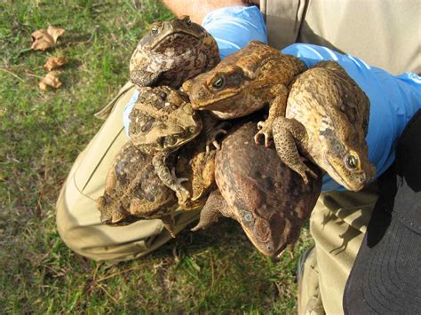 Australia steps up battle against toxic cane toads - Nikkei Asia