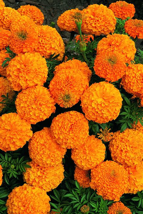 Inca Series F1 Orange | Marigold Seeds | Kings Seeds | Marigold flower, Orange flowers, Plants